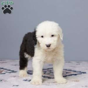 Chief, Old English Sheepdog Puppy